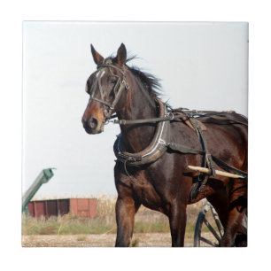 Carreau Cheval de l'Amish rural et buggy