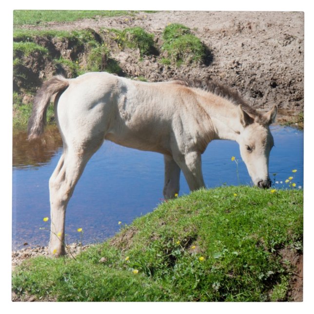 Carreau Cheval de poulain en peau de dun Carrelage (Devant)