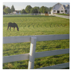 Carreau Cheval frôlant à la ferme