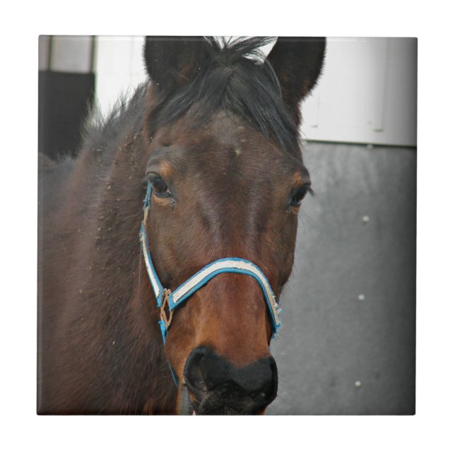 Carreau cheval heureux (Devant)