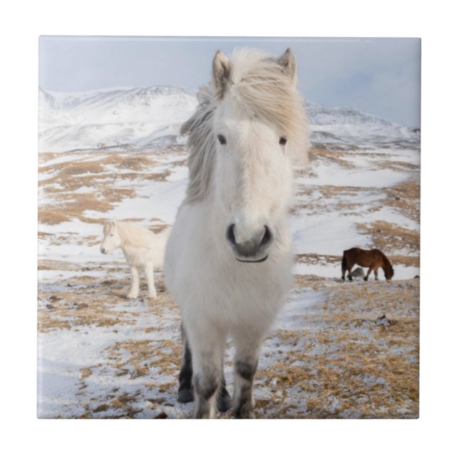Carreau Cheval islandais blanc, Islande (Devant)