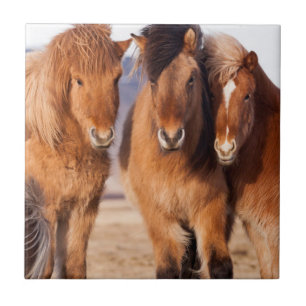 Carreau Cheval islandais en hiver