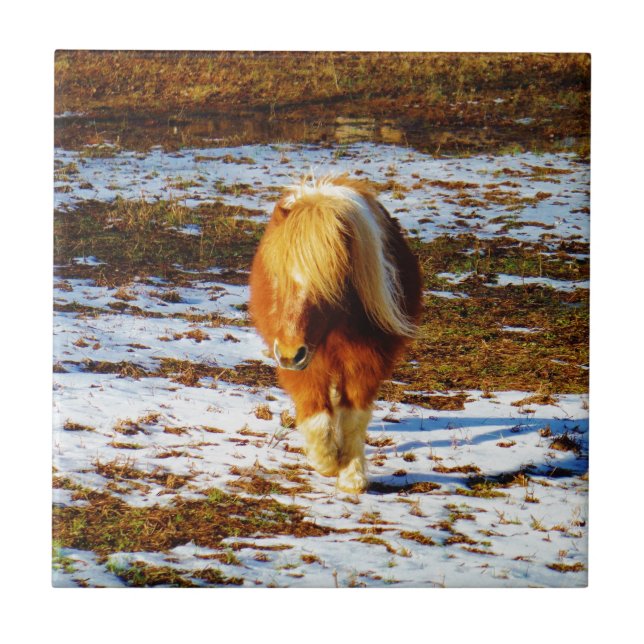 Carreau Cheval miniature Brown et crème dans la neige. (Devant)