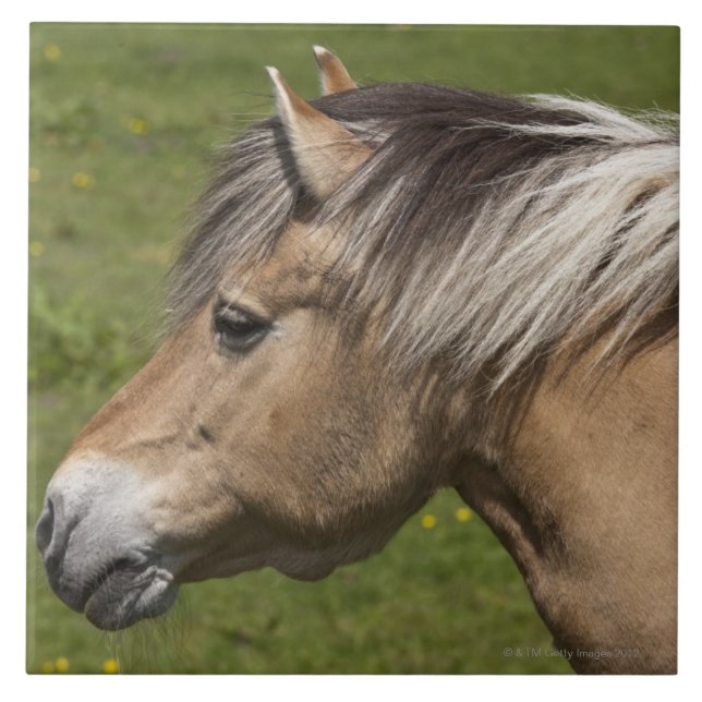 Carreau Cheval norvégien de fjord (Devant)