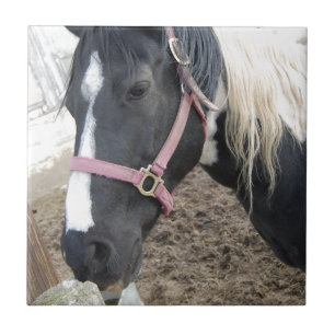 Carreau Cheval Paint Pinto