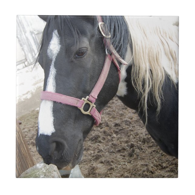 Carreau Cheval Paint Pinto (Devant)