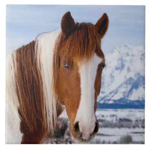 Carreau Cheval Pinto Mount Moran en hiver