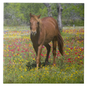 Carreau Cheval Quarter Horse dans un champ de fleurs sauva