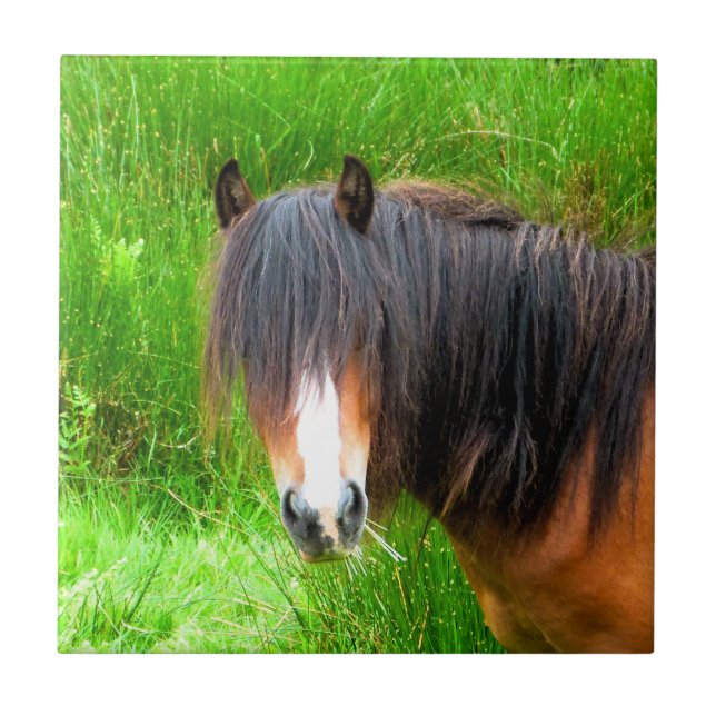 CARREAU CHEVAUX (Devant)