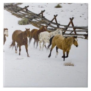 Carreau Chevaux courant dans la neige