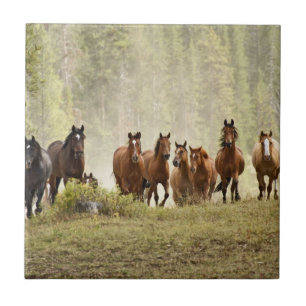 Carreau Chevaux cresting petite colline pendant la rafle