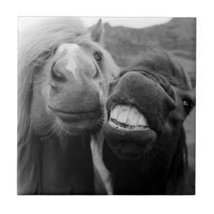 Carreau Chevaux de sourire des images de Getty