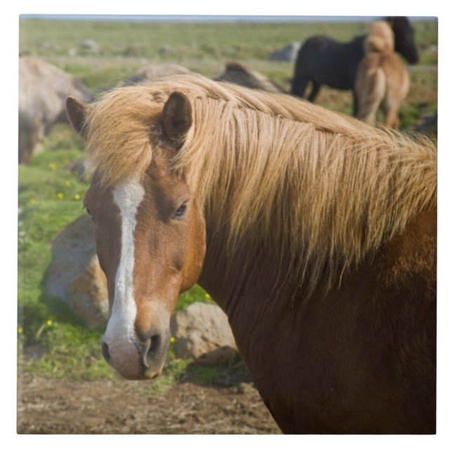 Carreau Chevaux islandais dans le nord-est de l'Islande (Devant)