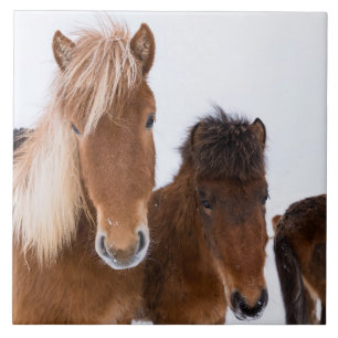 Carreau Chevaux Islandais mignons ensemble