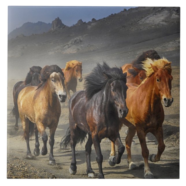 Carreau Chevaux sauvages (Devant)