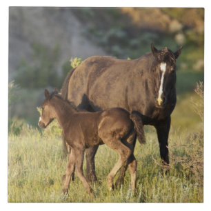 Carreau Chevaux sauvages dans le parc national Theodore Ro