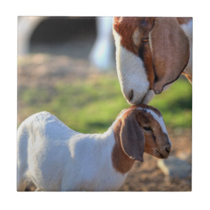 Carreau Chèvre de mère embrassant son bébé sur la têt