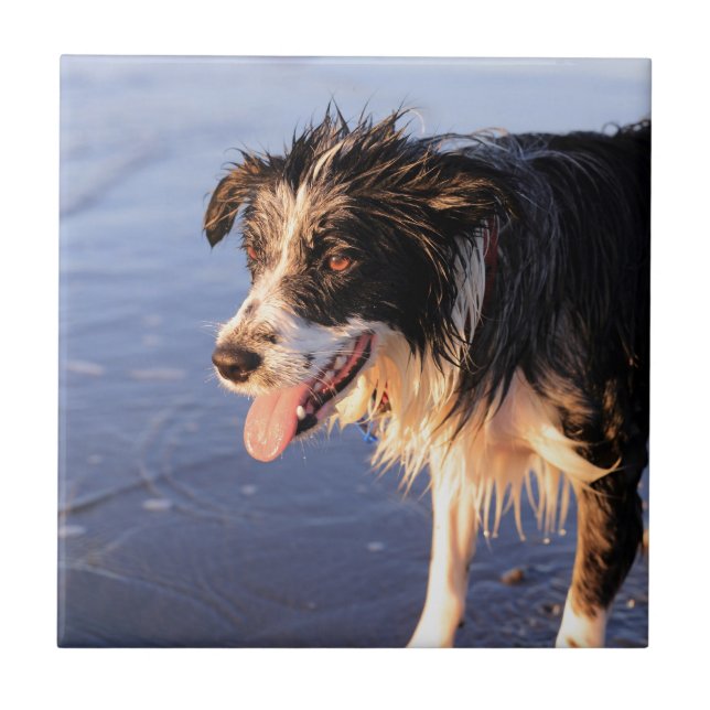 Carreau Chien à collie de frontière meilleur ami (Devant)