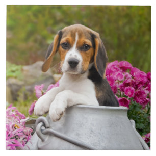 Carreau Chien Beagle mignon chiot dans une église de lait