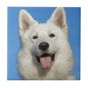 Carreau Chien berger suisse