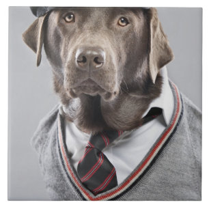 Carreau Chien dans le chandail et le casquette