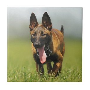 Carreau Chien de berger belge