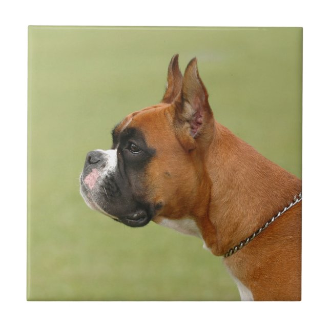 Carreau Chien de boîte (Devant)
