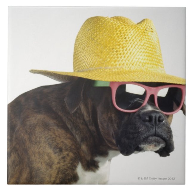 Carreau Chien de boxeur avec le casquette et les verres (Devant)