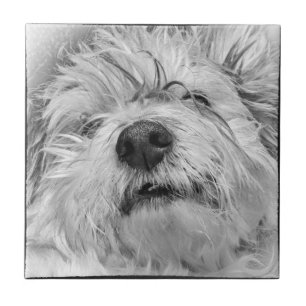 Carreau Chien de Coton de Tulear