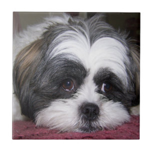 Carreau Chien de Shih Tzu