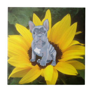 Carreau Chien de taureau bleu gris français Chien et tourn
