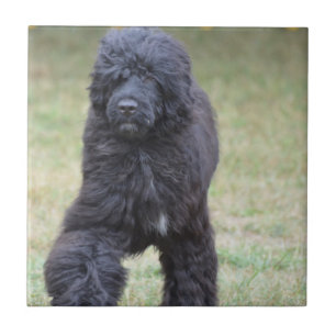 Carreau Chien d'eau portugais noir