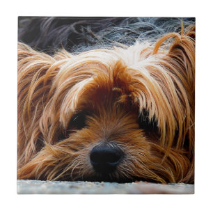 Carreau Chien du Yorkshire Terrier