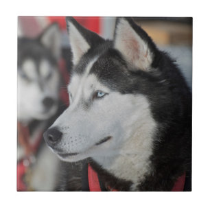 Carreau Chien husky avant une course, Canada