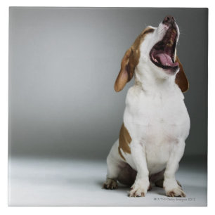 Carreau Chien mélangé de race baîllant