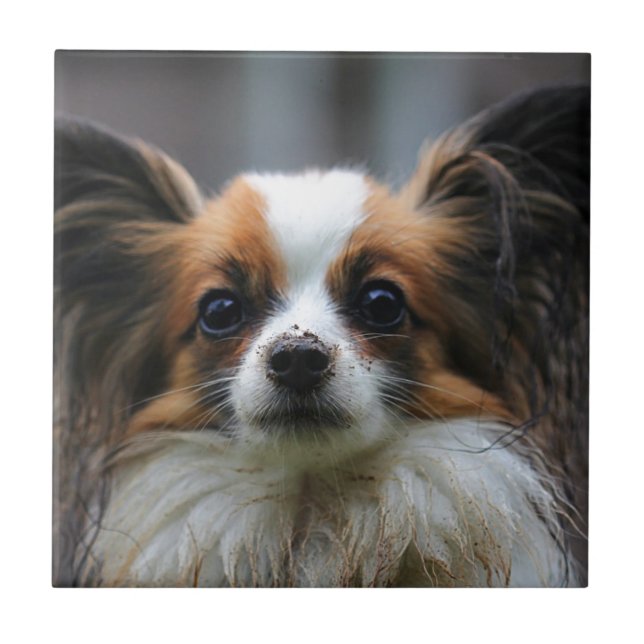 Carreau Chien mignon de papillon (Devant)