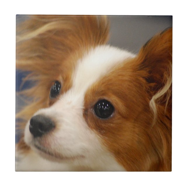 Carreau Chien mignon de Papillon (Devant)