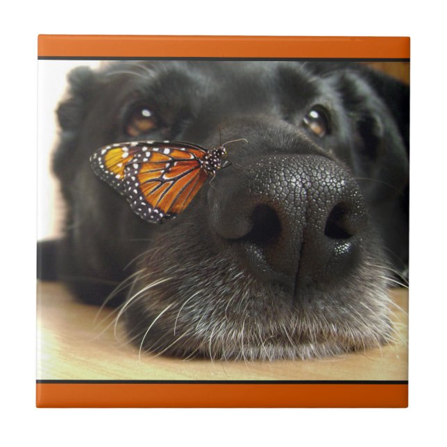 Carreau Chien noir de laboratoire avec le papillon (Devant)