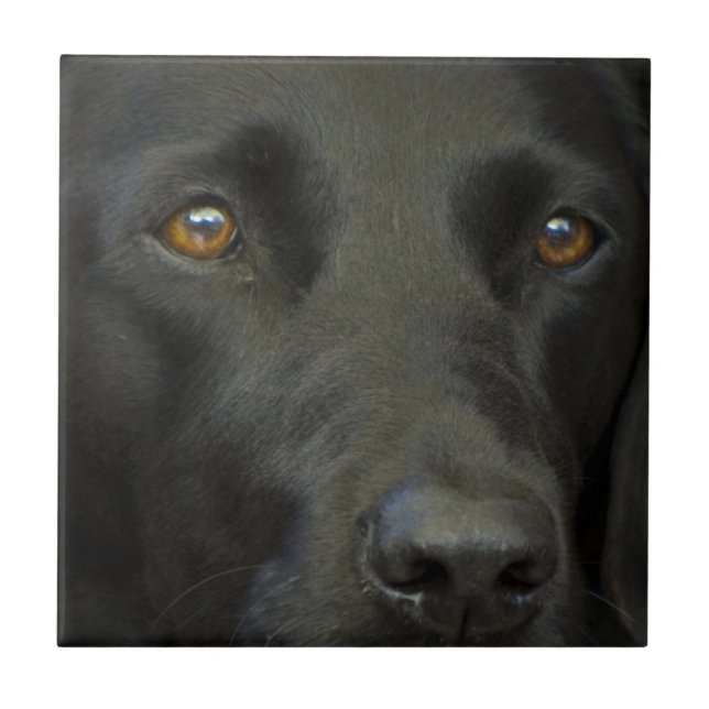 Carreau Chien noir de Labrador (Devant)