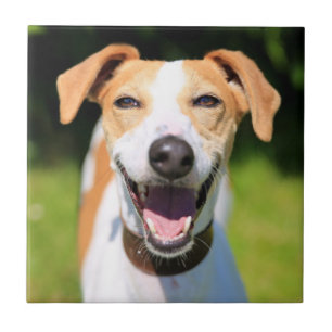 Carreau Chien riant des images de Getty