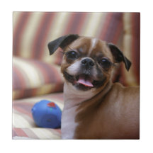 Chien super mignon avec son ballon préféré
