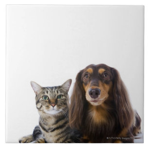 Carreau Chien (teckel) et chat (chat japonais) sur le
