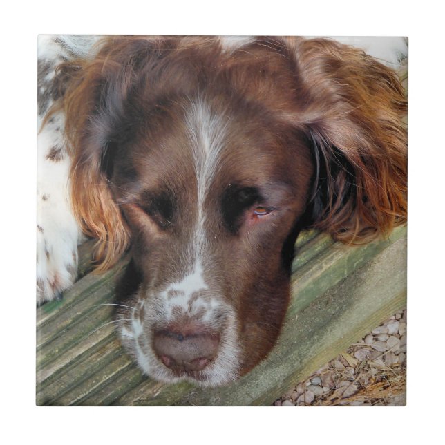 CARREAU CHIENS (Devant)