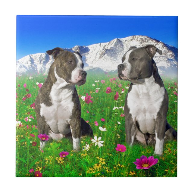 Carreau Chiens Brindle et bleus du Staffordshire et de (Devant)