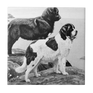 Carreau Chiens de Terre-Neuve - illustration vintage  