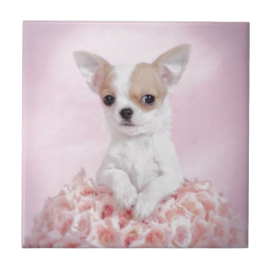 Carreau Chihuahua en rose avec des roses