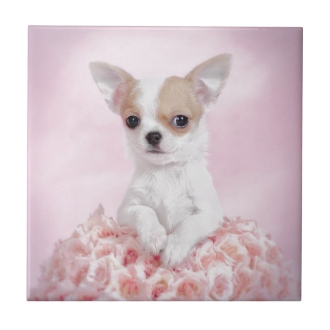 Carreau Chihuahua en rose avec des roses (Devant)
