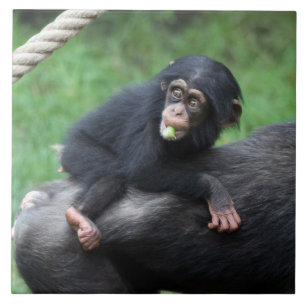 Carreau Chimpanzé 032
