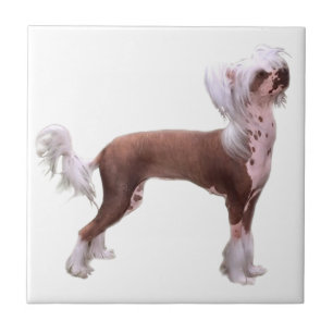 Carreau Chinois Crested