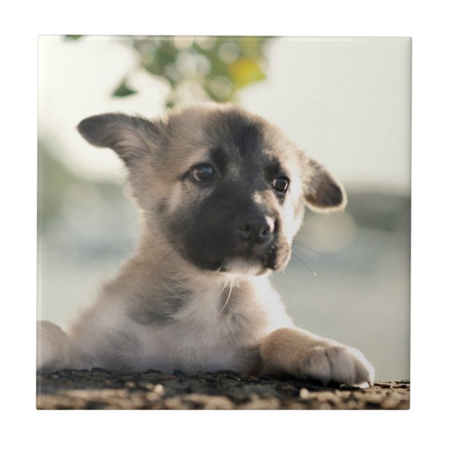 Carreau Chiot allemand sur la corniche (Devant)